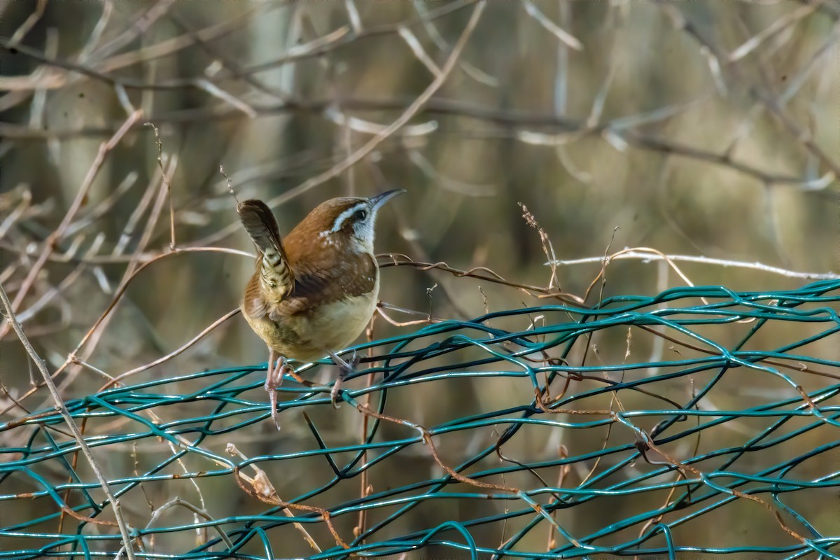 Carolina Wren - ML212443161