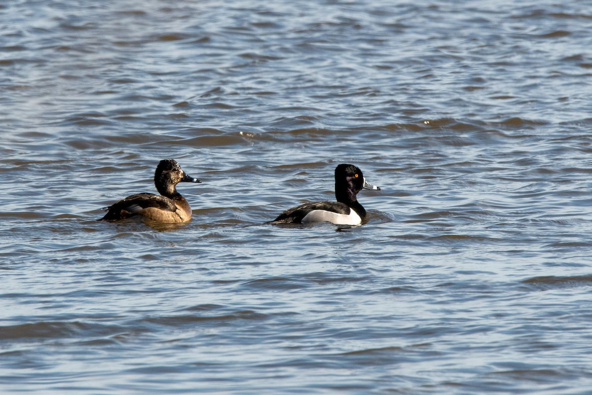 Ring-necked Duck - Candice Lowther