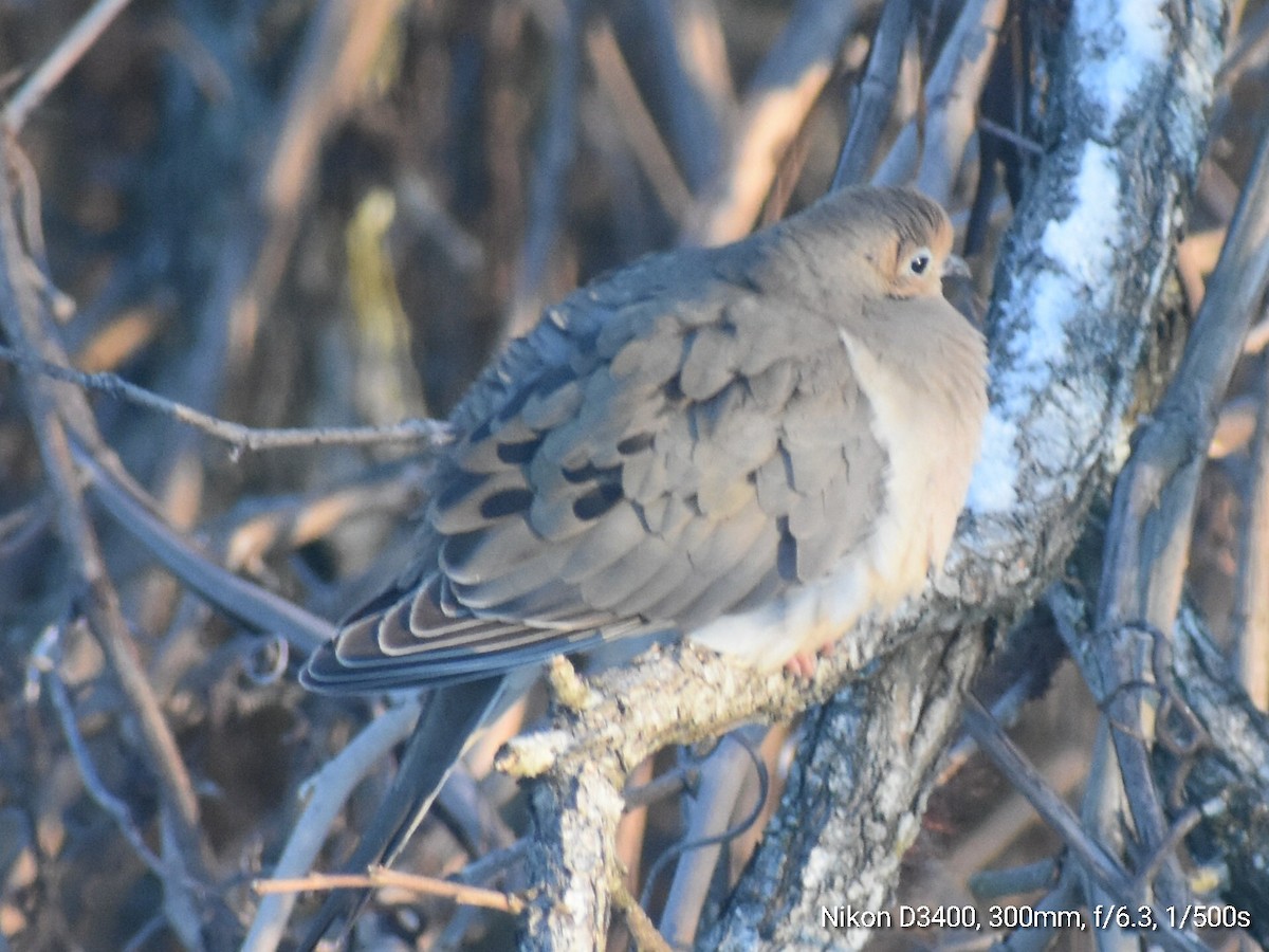 Mourning Dove - ML212444151