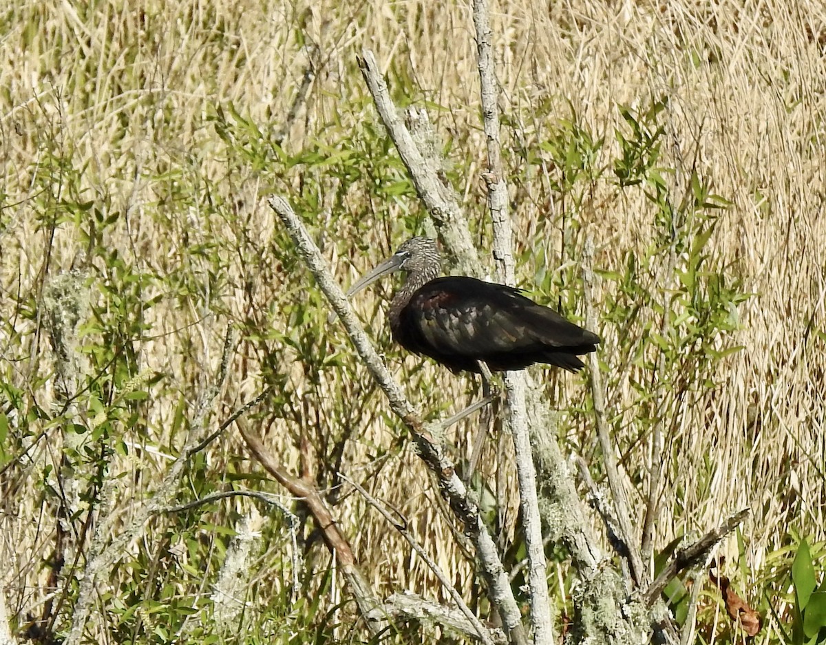 Glossy Ibis - ML212444291