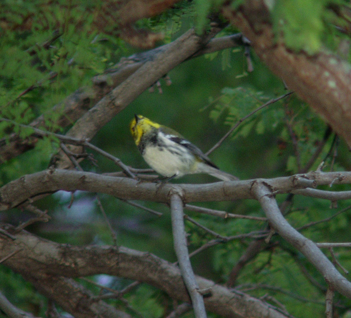 Black-throated Green Warbler - ML212444491