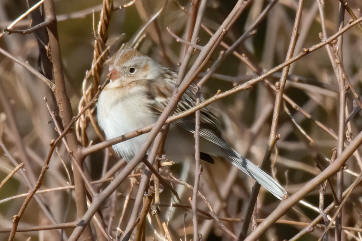 Field Sparrow - ML212444641