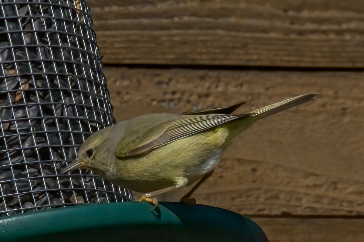 Orange-crowned Warbler - ML212444861