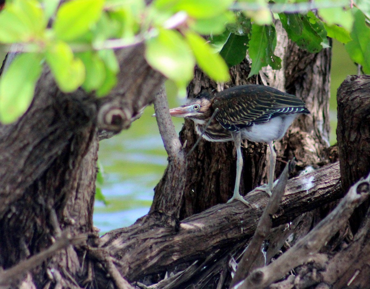 Green Heron - Charlie Doggett