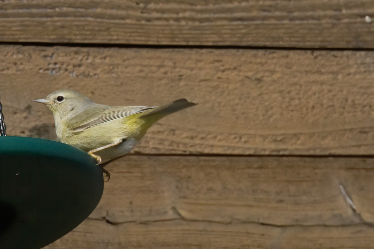 Orange-crowned Warbler - ML212445241