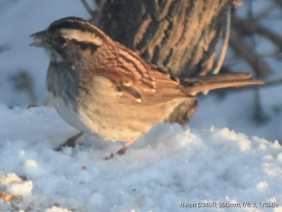White-throated Sparrow - ML212445821