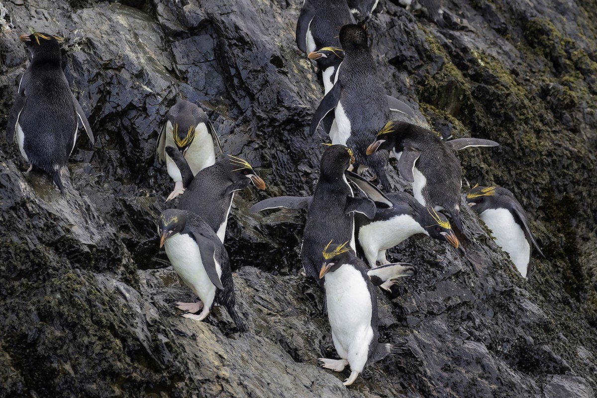 Macaroni Penguin - Thomas Kallmeyer