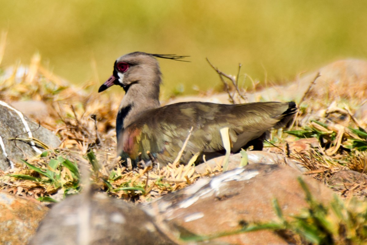 Southern Lapwing - ML212449001