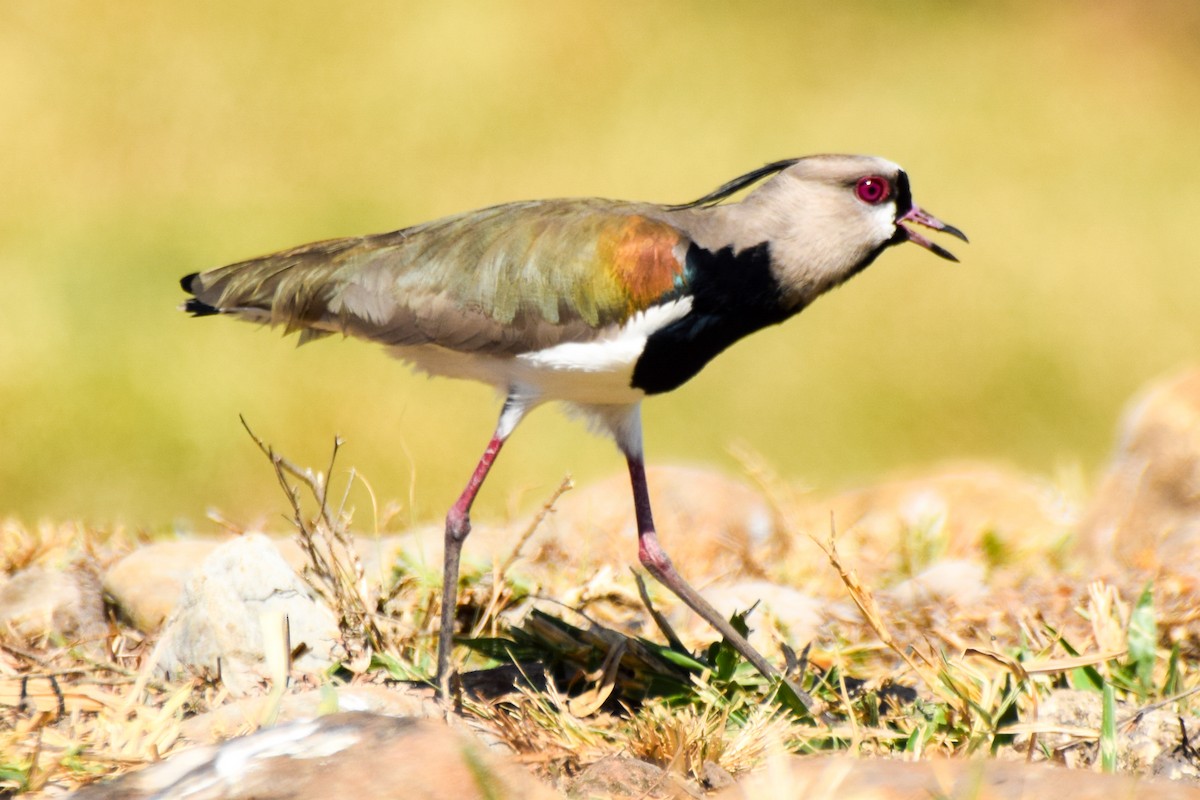 Southern Lapwing - ML212449101