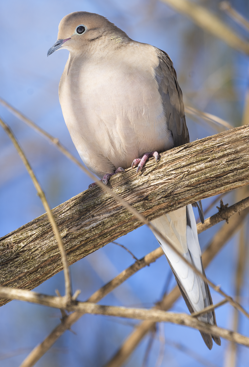 Mourning Dove - Jocelyn  Anderson