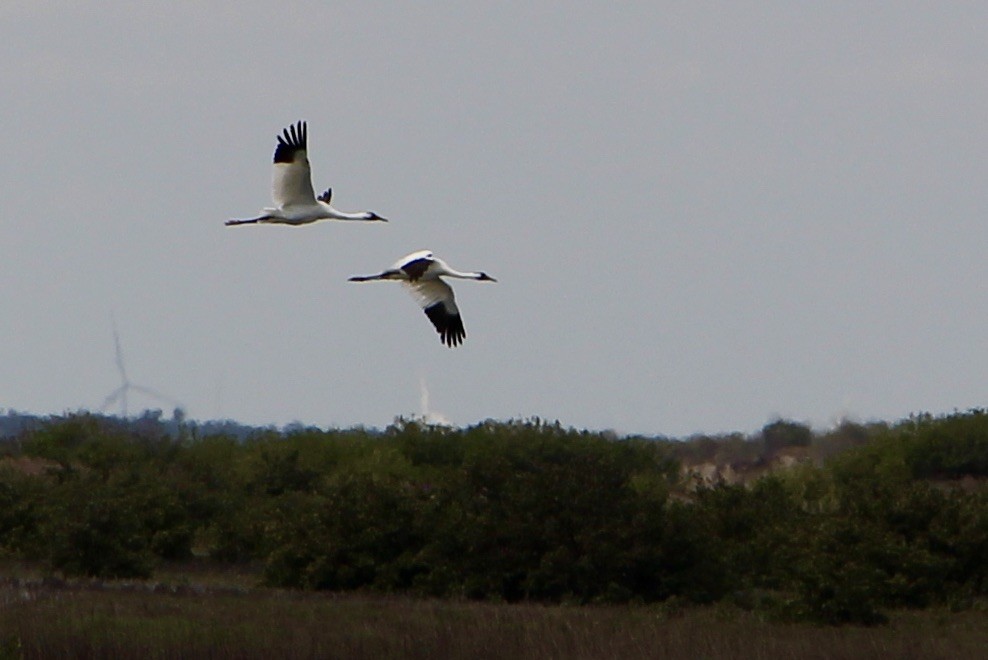 Whooping Crane - ML212451341