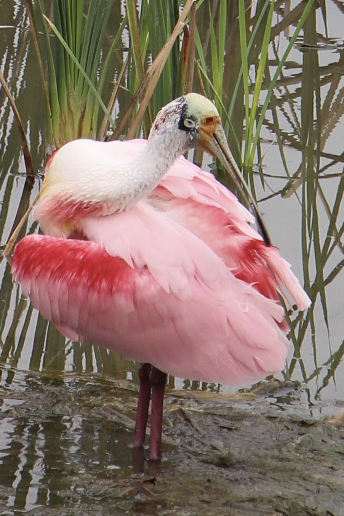 Roseate Spoonbill - ML212451761