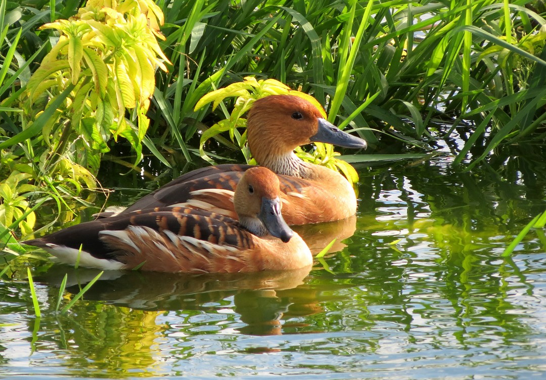 Fulvous Whistling-Duck - ML212451811