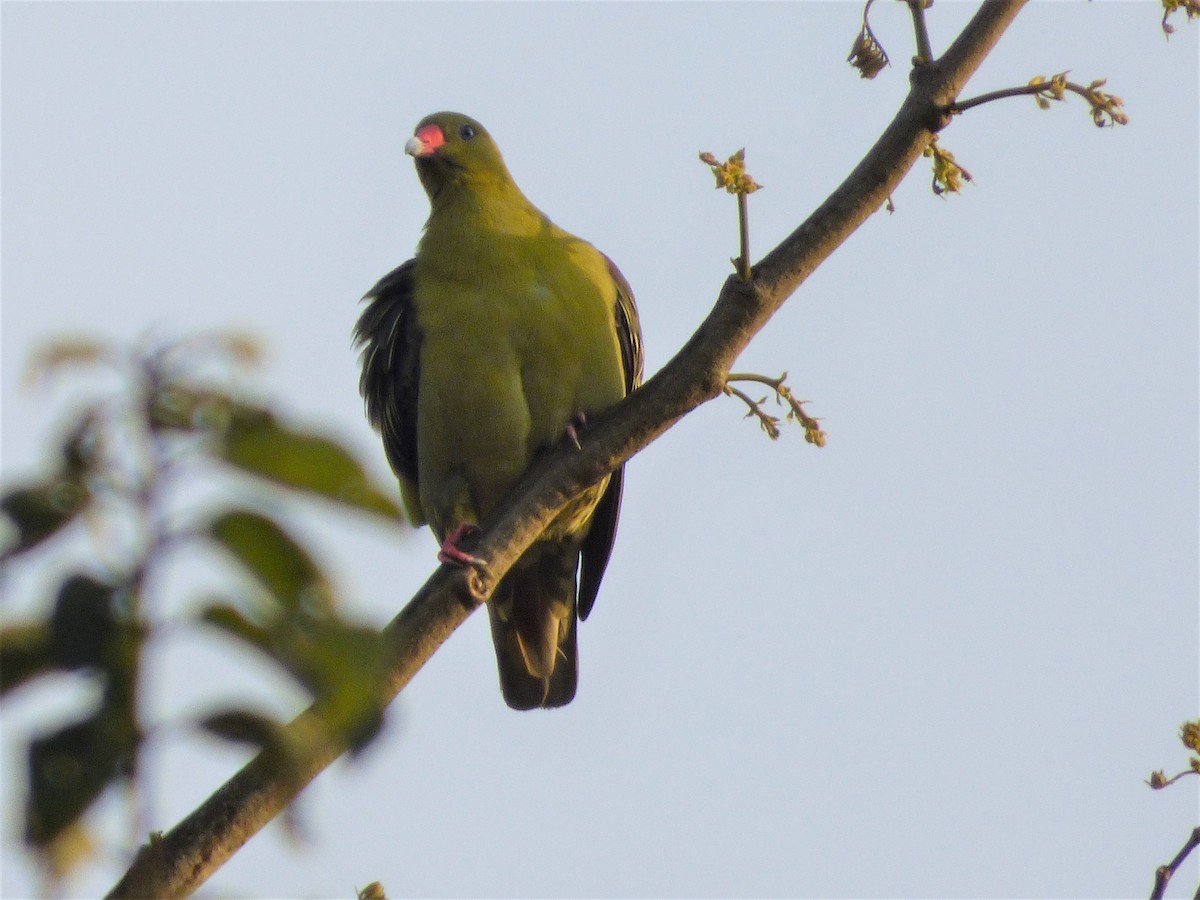 African Green-Pigeon - ML212452051