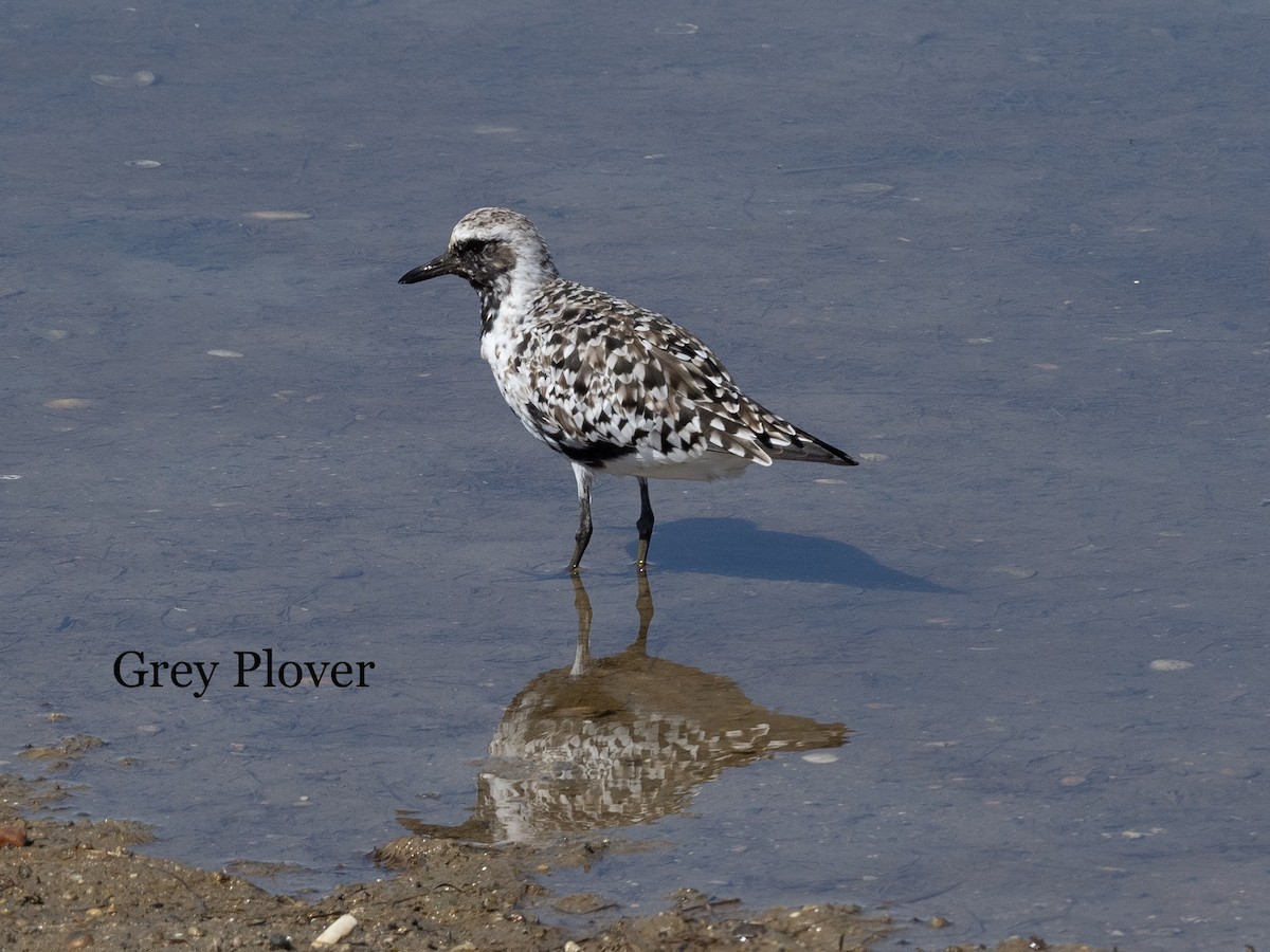 Black-bellied Plover - John Tebbet