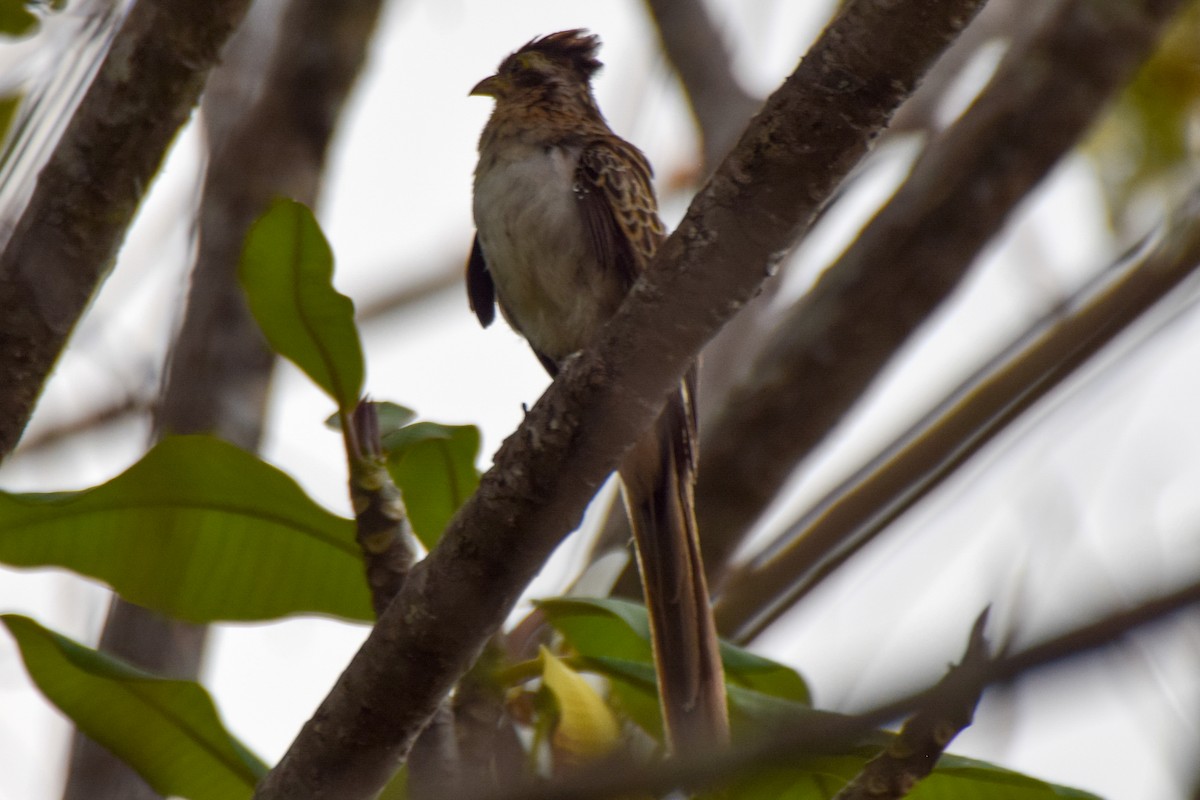 Striped Cuckoo - Alison Bentley