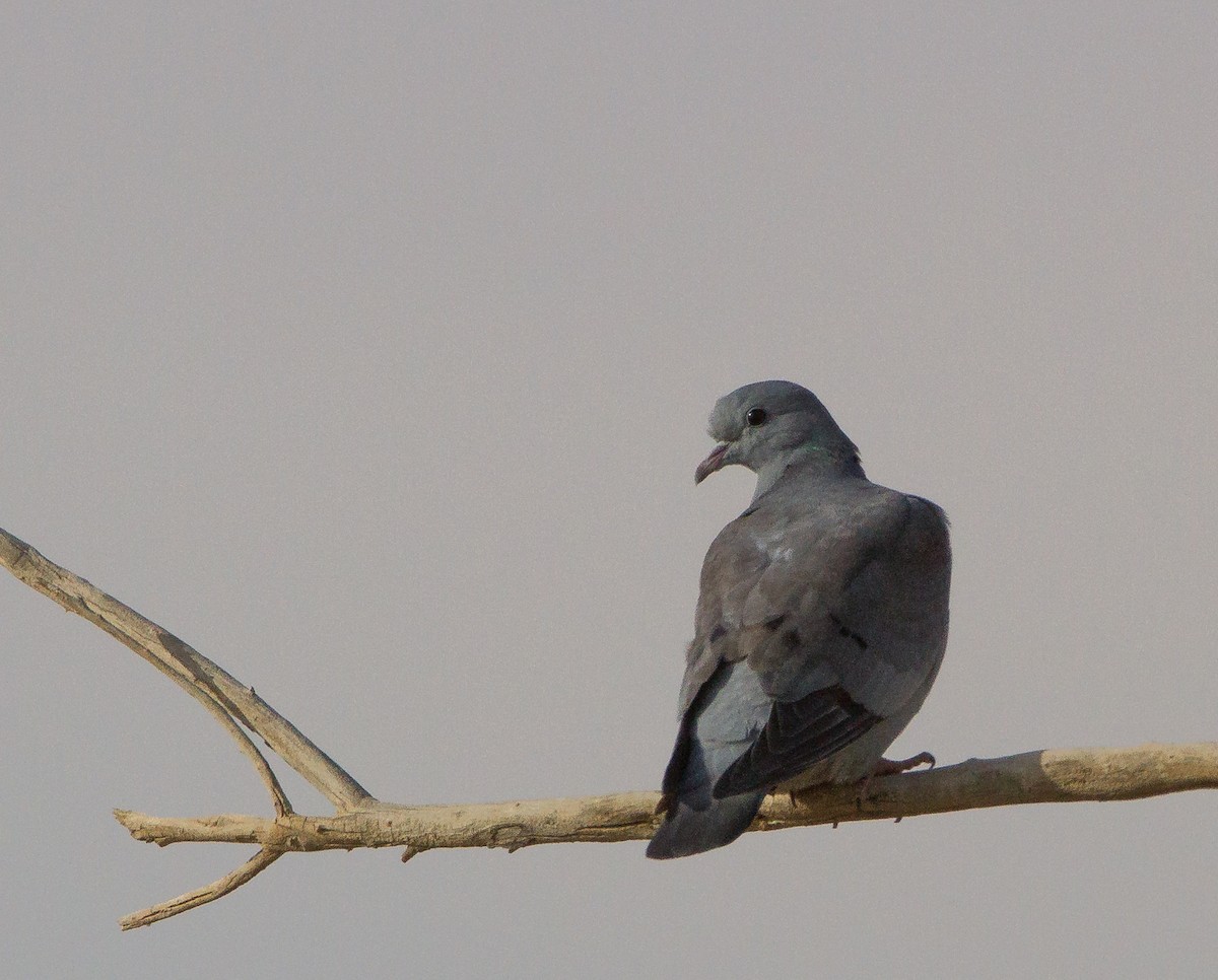 Stock Dove - ML21245391