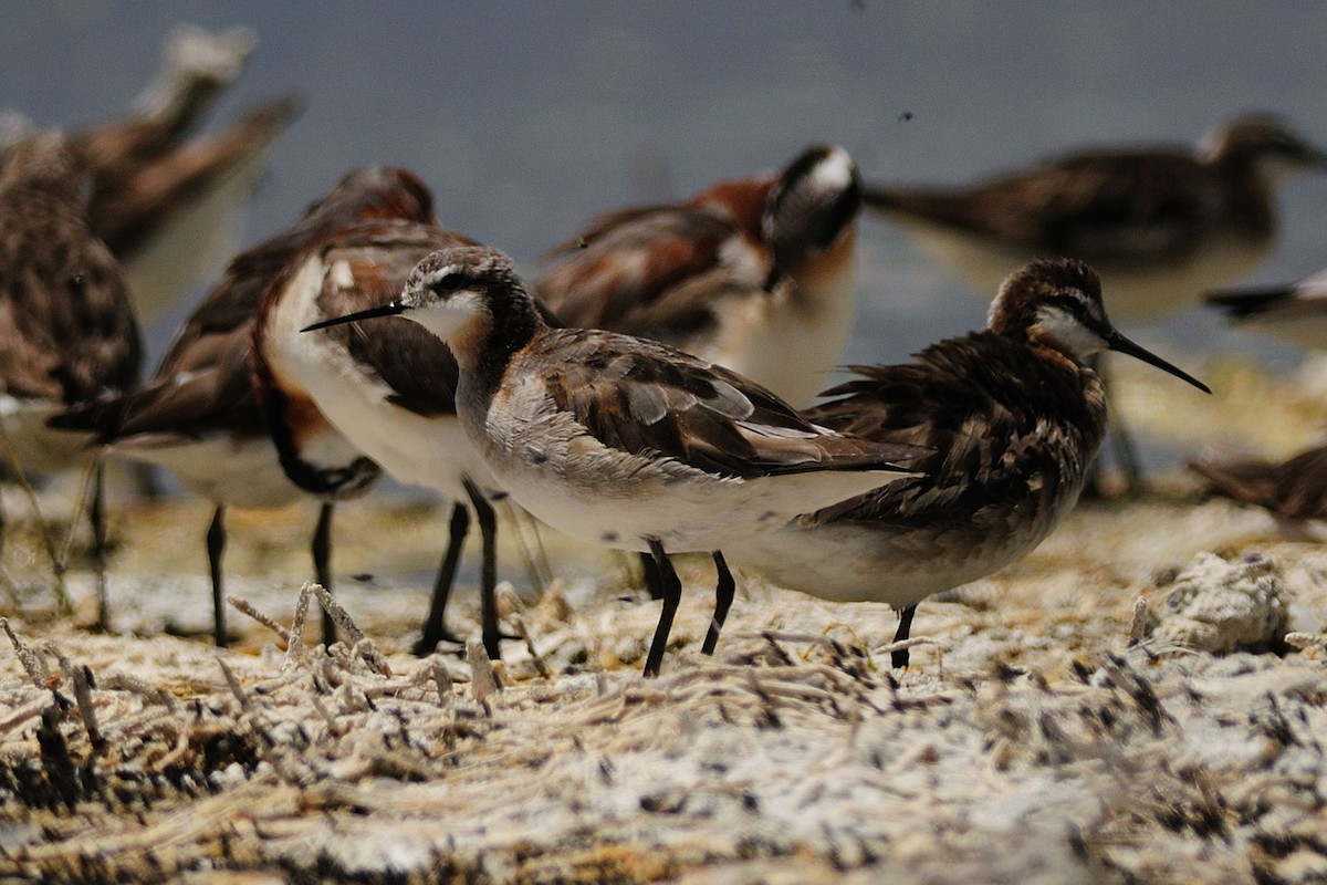 Wilson's Phalarope - Susan Teefy