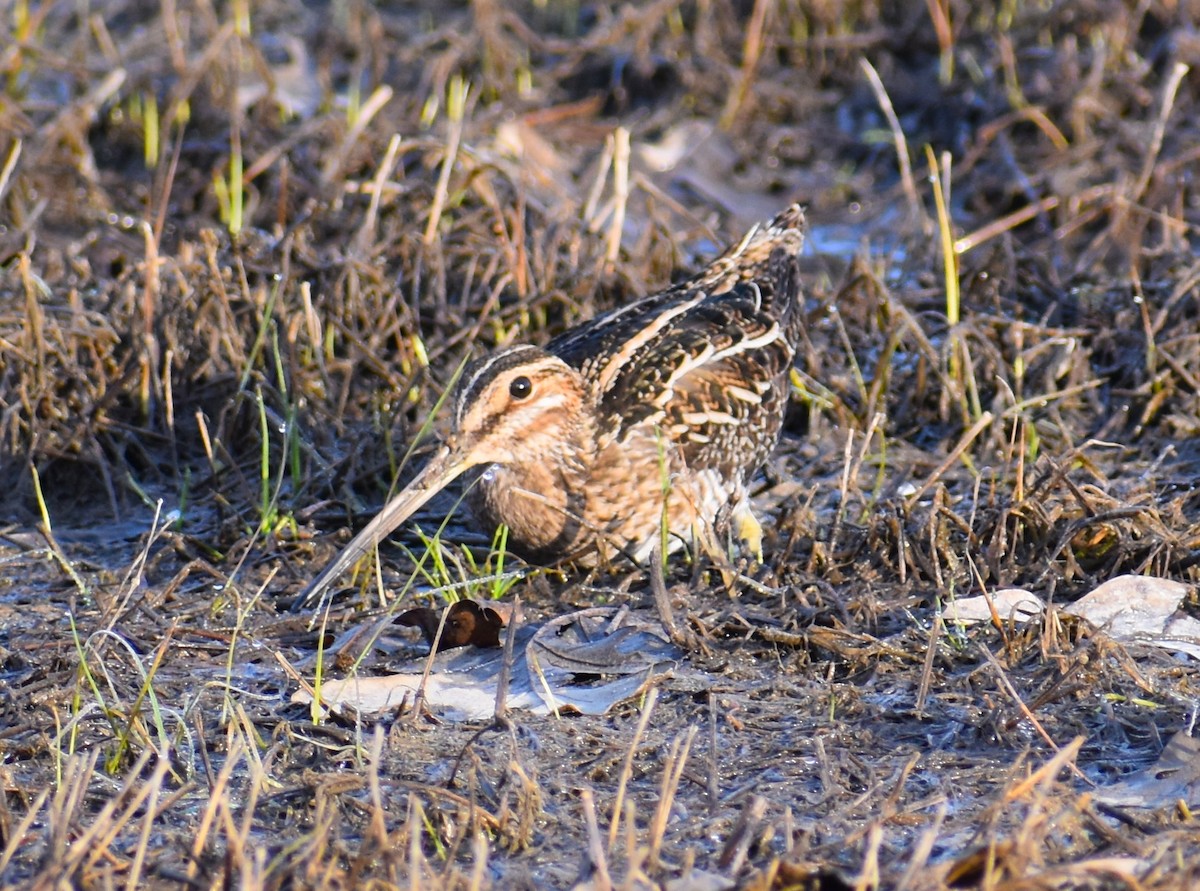 Wilson's Snipe - ML212456351