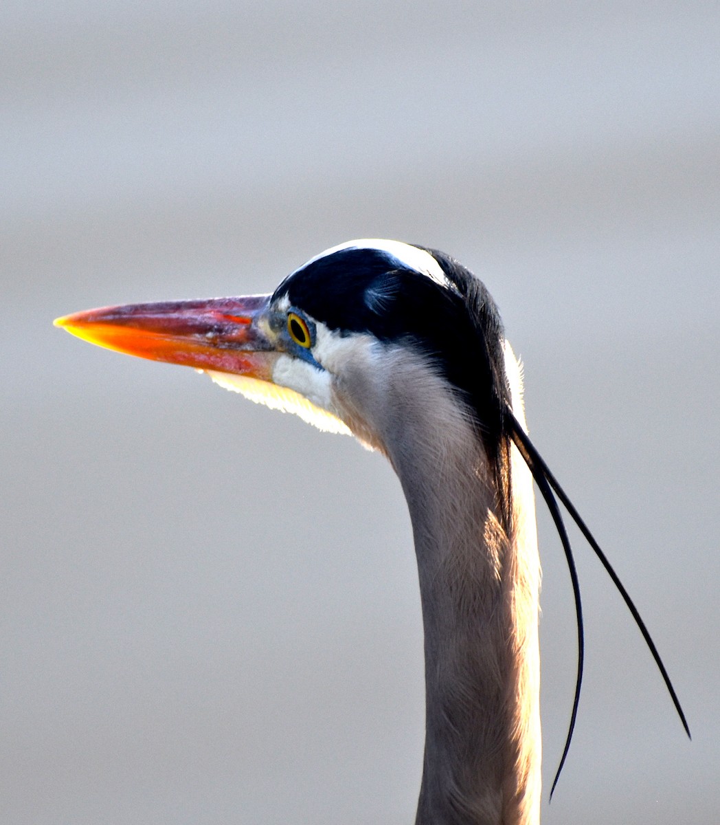 Great Blue Heron - Matt DuRoss