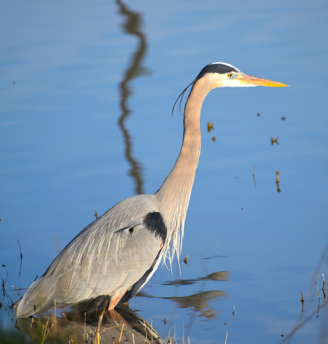 Great Blue Heron - ML212456421