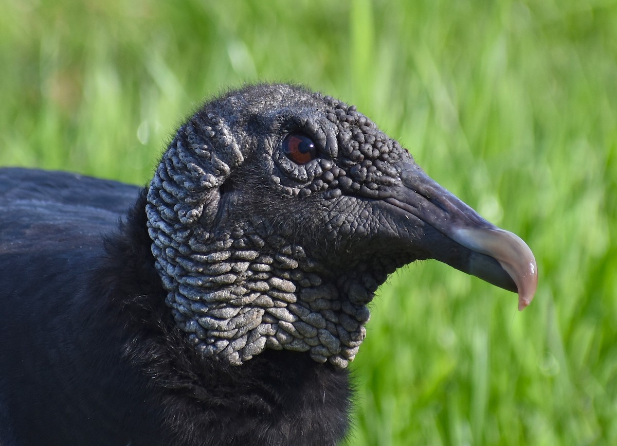 Black Vulture - ML212456431