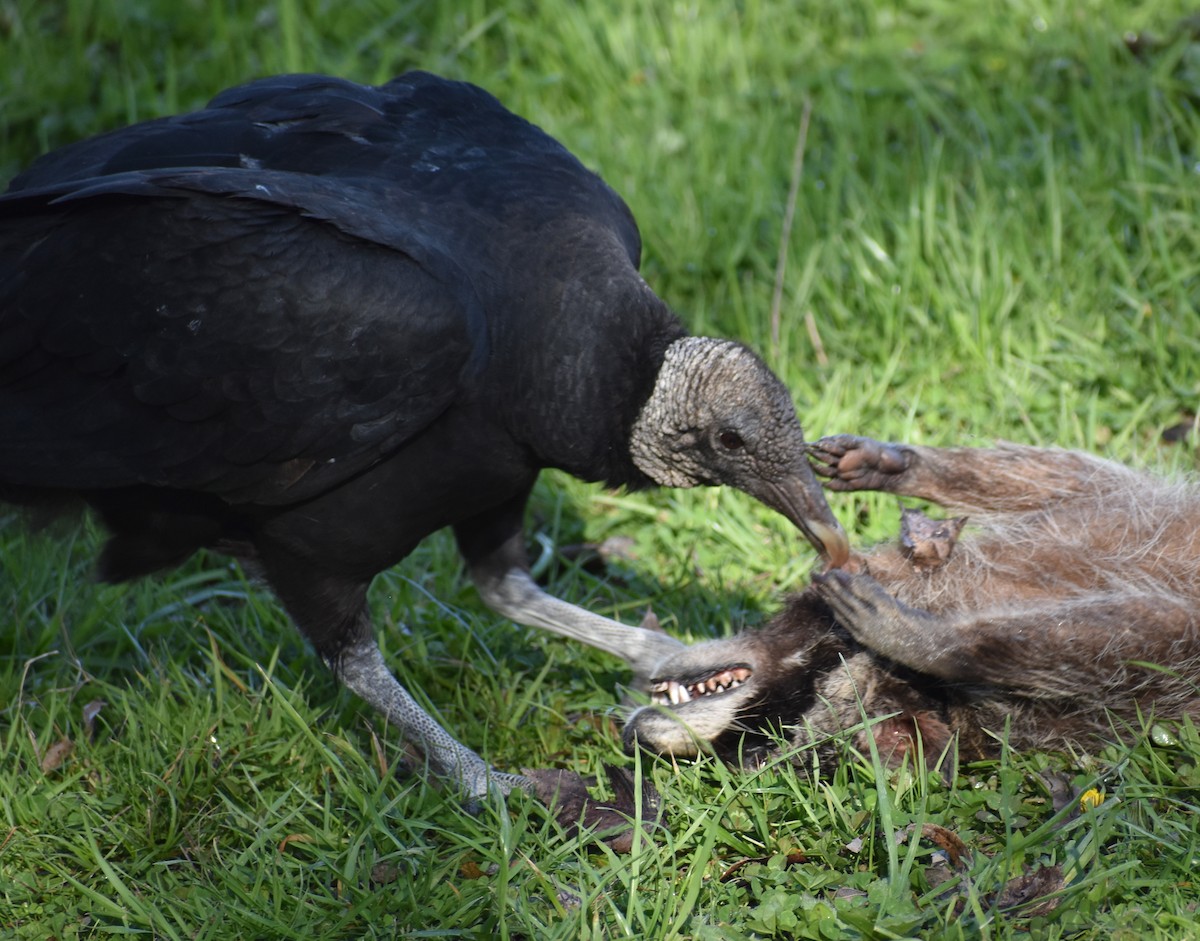 Black Vulture - ML212456481