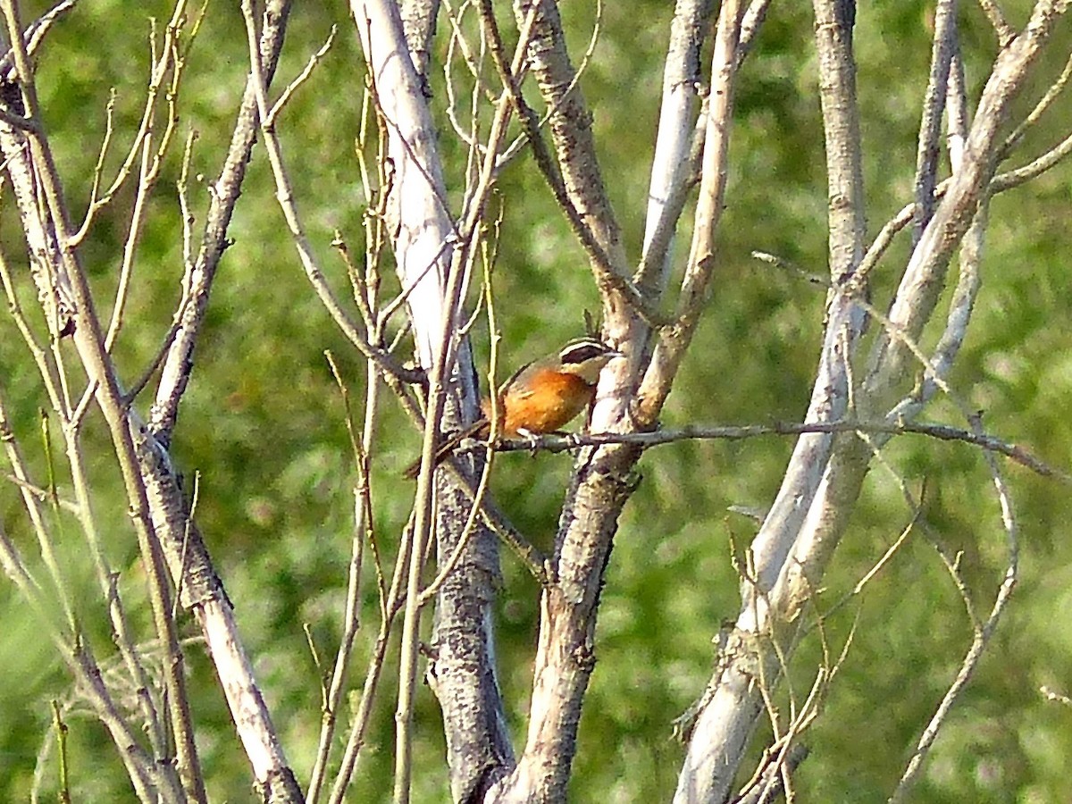 Olive-crowned Crescentchest - Christopher Escott