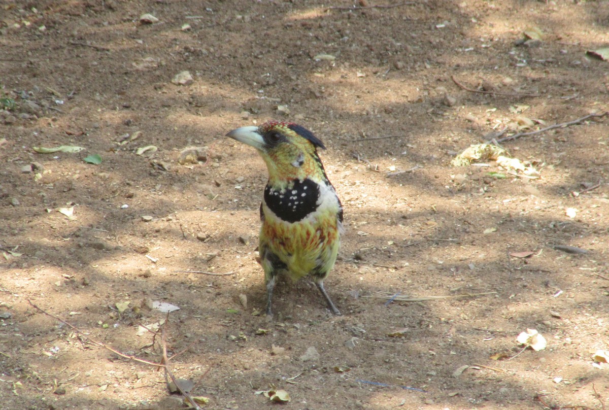 Tepeli Barbet - ML212458271