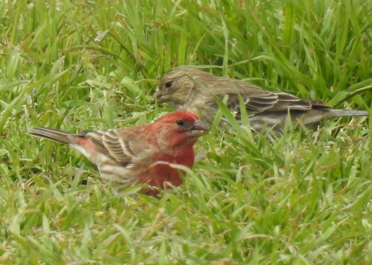 Чечевиця садова - ML212460541