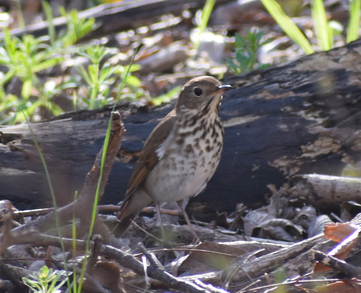 Hermit Thrush - ML212460781