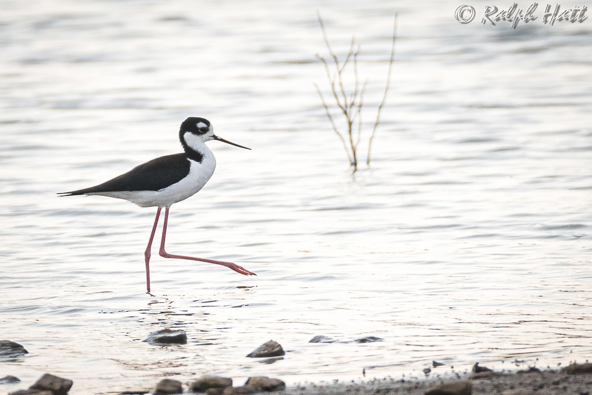 Black-necked Stilt - ML212460971