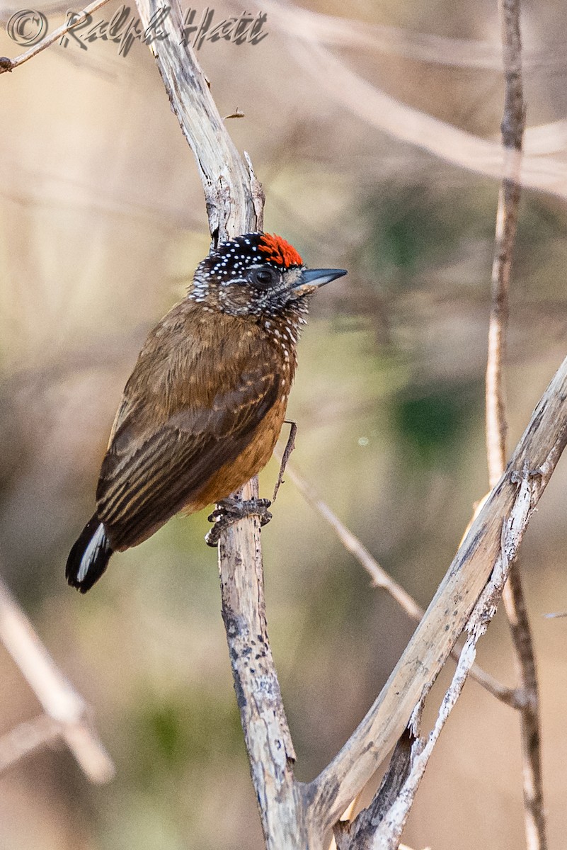 Spotted Piculet - ML212461071