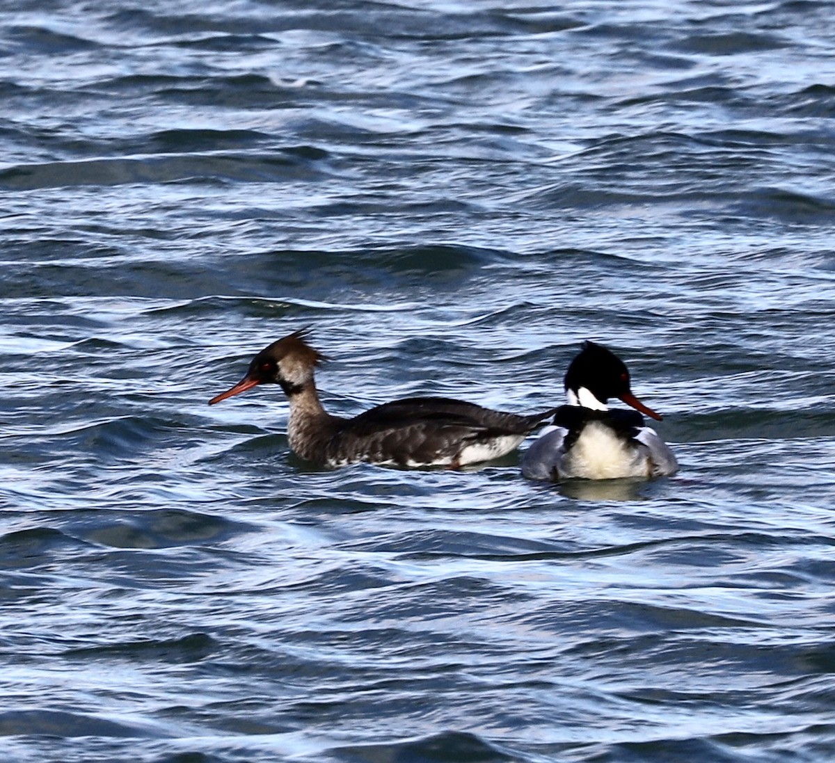 Red-breasted Merganser - ML212461971