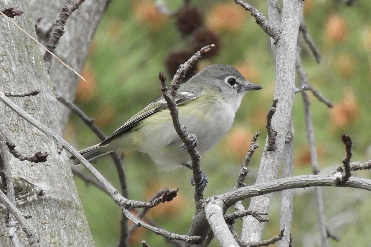 Cassin's Vireo - Loren Wright