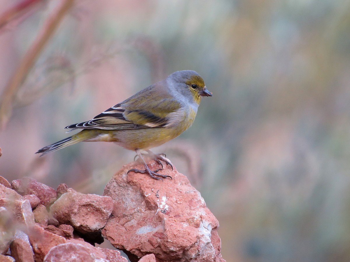 Citril Finch - Wayne Gillatt