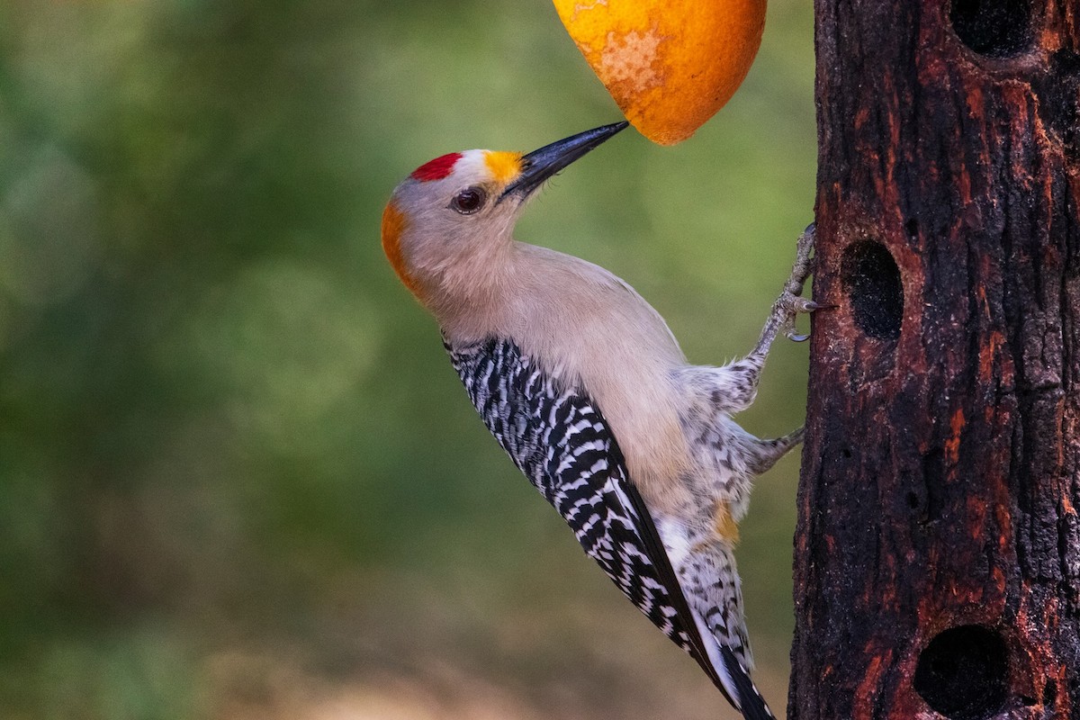 Golden-fronted Woodpecker - ML212466671