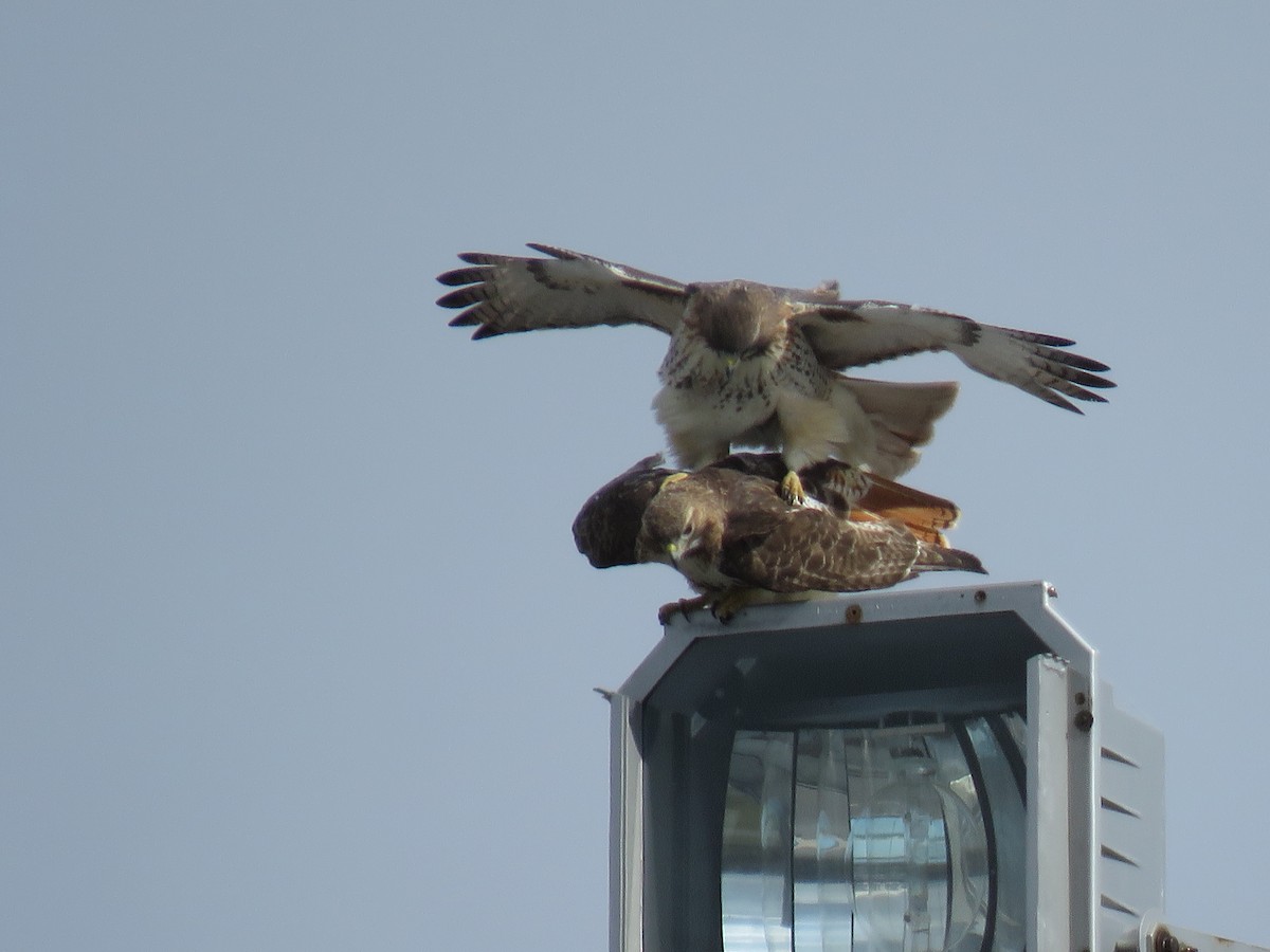 Red-tailed Hawk - ML212467001