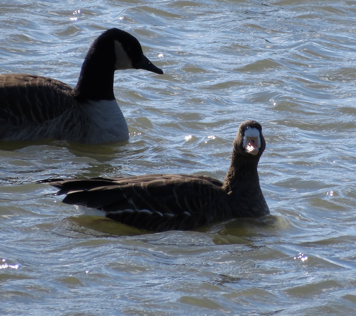 Greater White-fronted Goose - ML21246721
