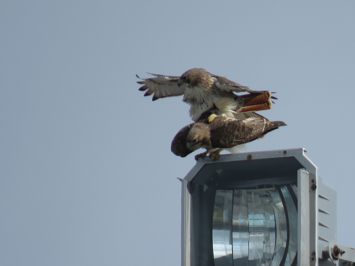 Red-tailed Hawk - ML212467341