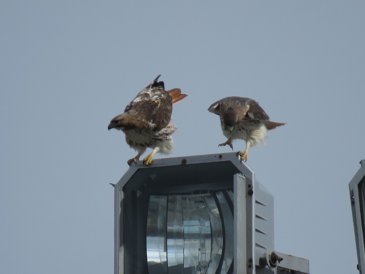 Red-tailed Hawk - ML212467391