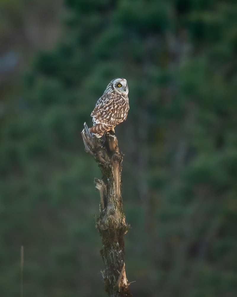 Short-eared Owl - ML212467641