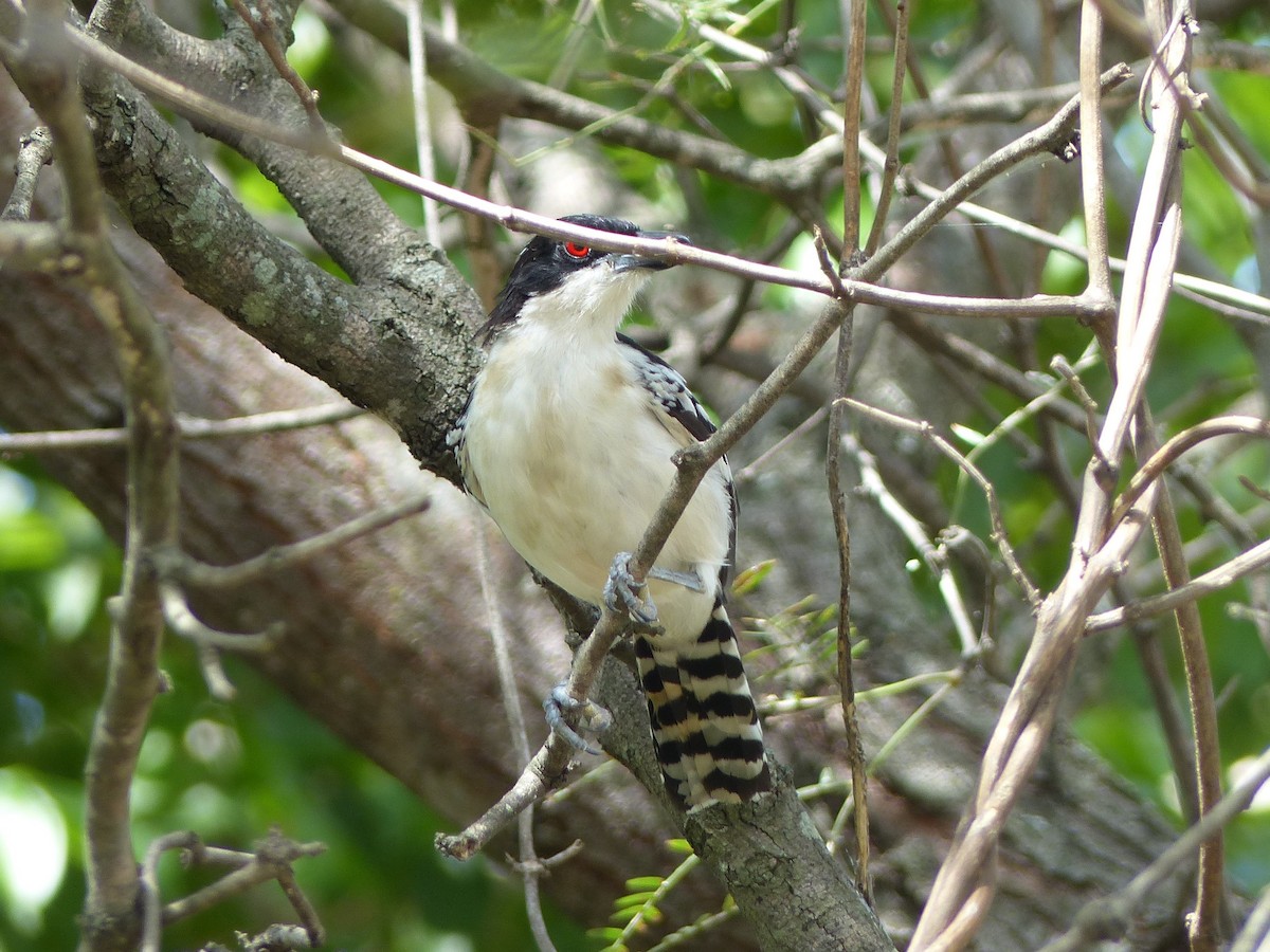 Great Antshrike - Christopher Escott