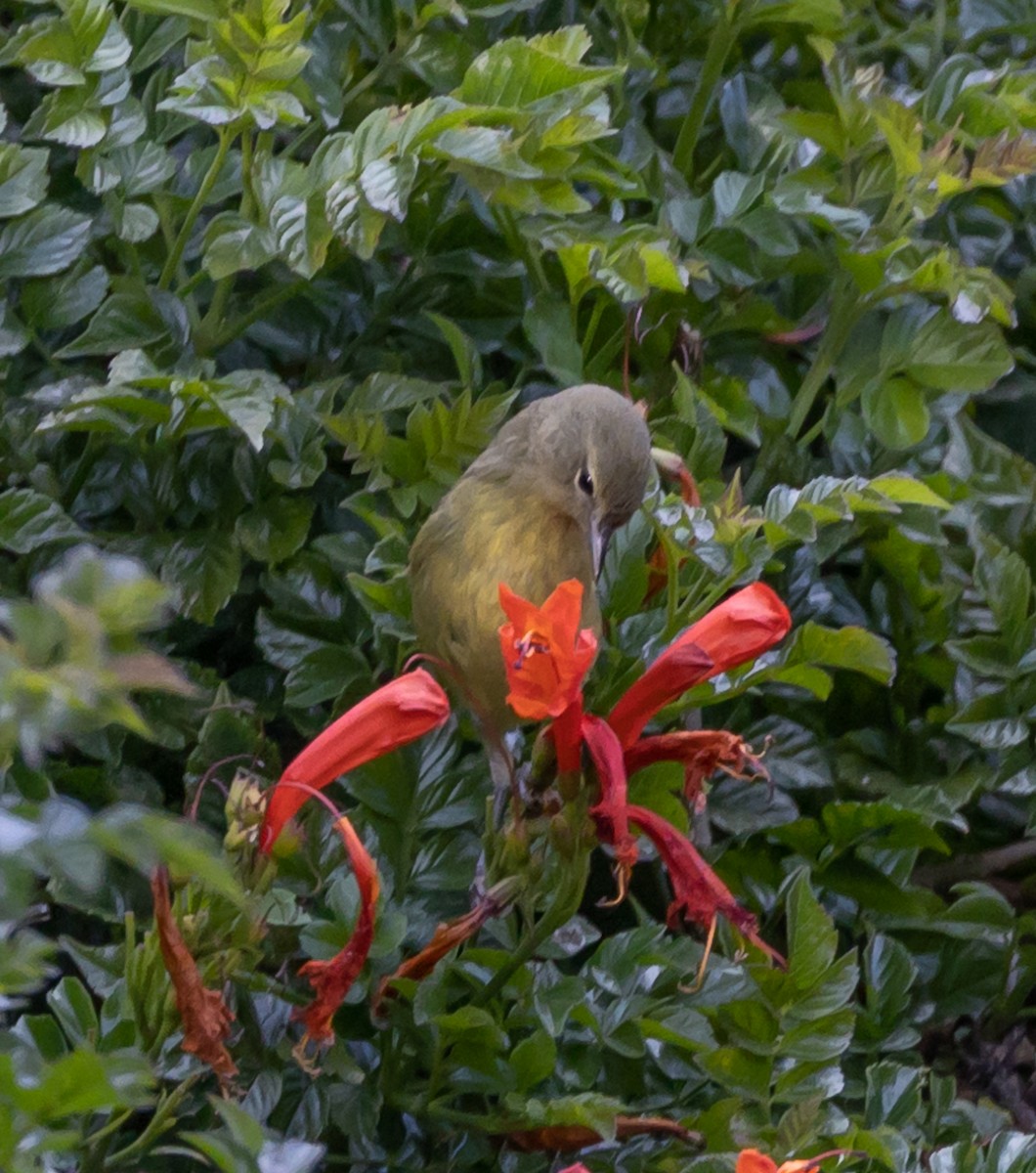 Orange-crowned Warbler - Maury Swoveland