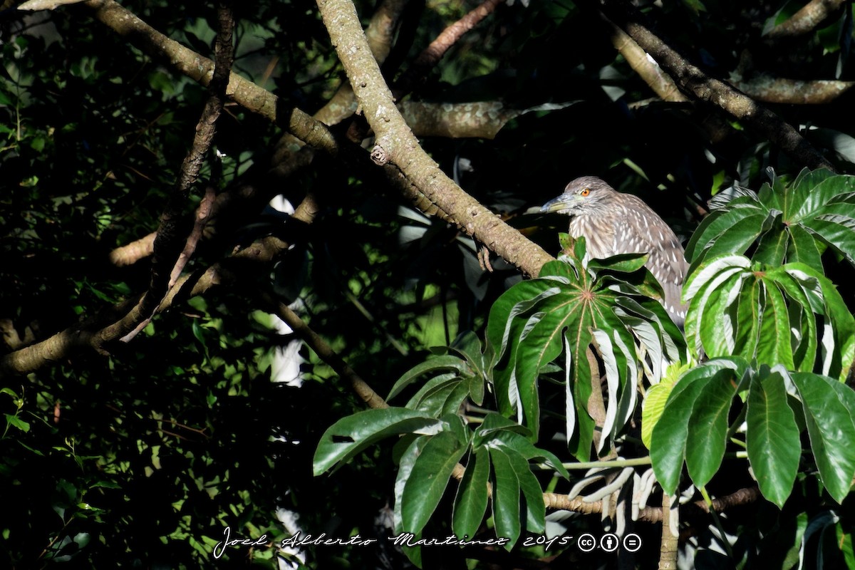 Black-crowned Night Heron - ML21247031