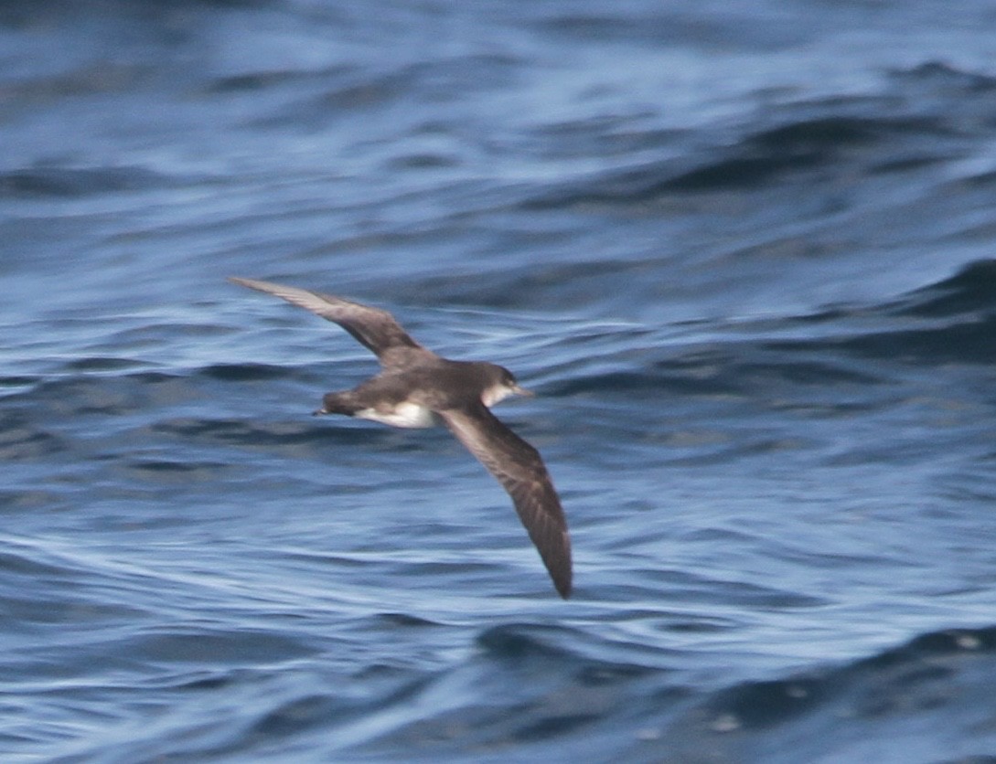 Flattersturmtaucher - ML212471661