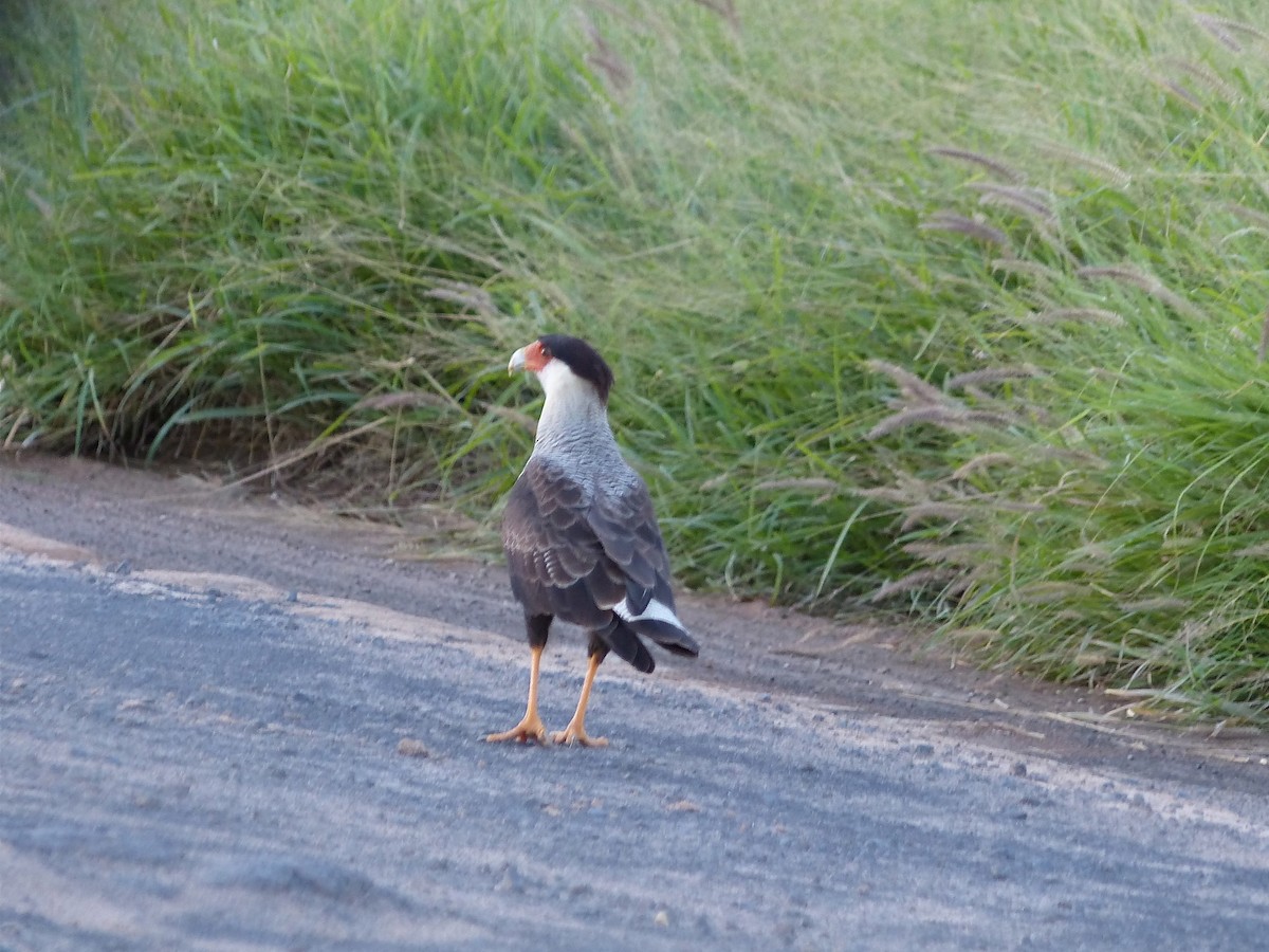 Crested Caracara (Southern) - Christopher Escott