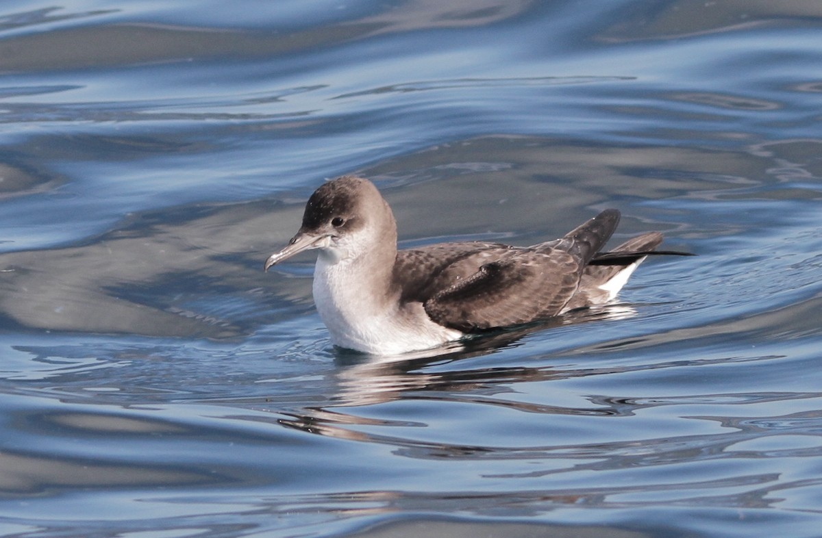 Flattersturmtaucher - ML212471681