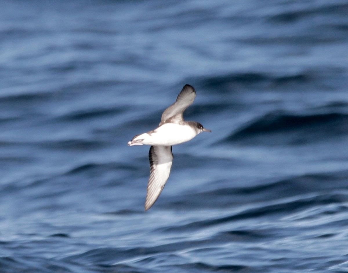 Flattersturmtaucher - ML212471691