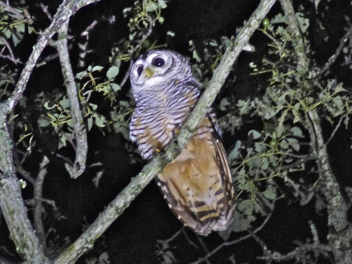 Chaco Owl - ML212473331